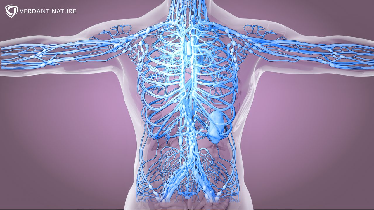 Visualisation of the human lymphatic and circulatory system